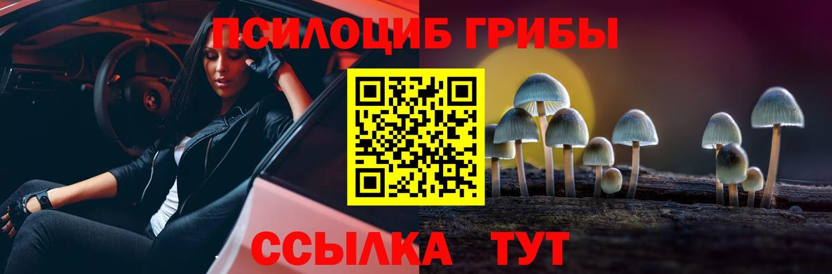 Псилоцибиновые грибы Psilocybe Знаменск